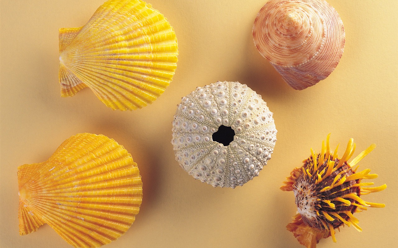 Conch Shell wallpaper album (2) #19 - 1280x800