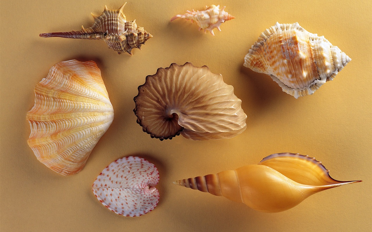 Conch Shell wallpaper album (2) #20 - 1280x800