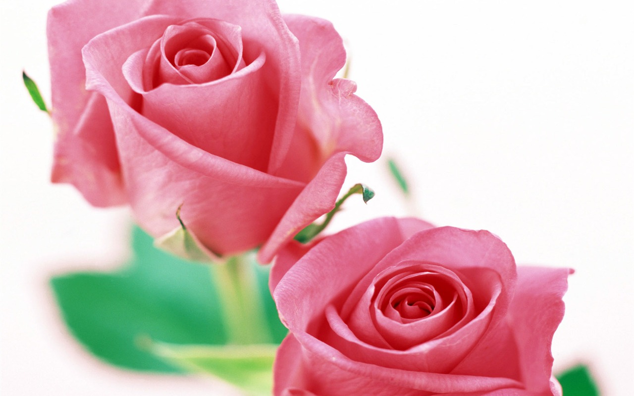 Flowers close-up (23) #1 - 1280x800
