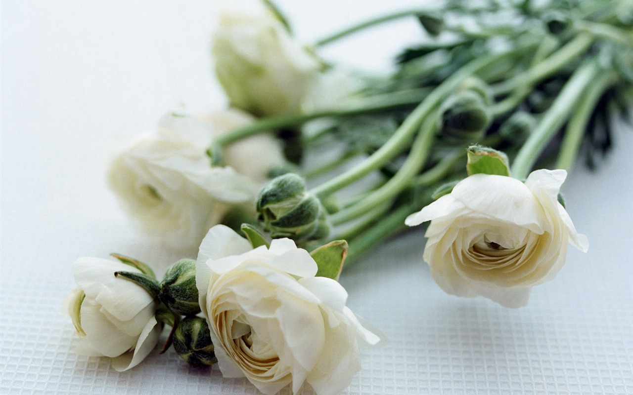 Flowers close-up (23) #3 - 1280x800