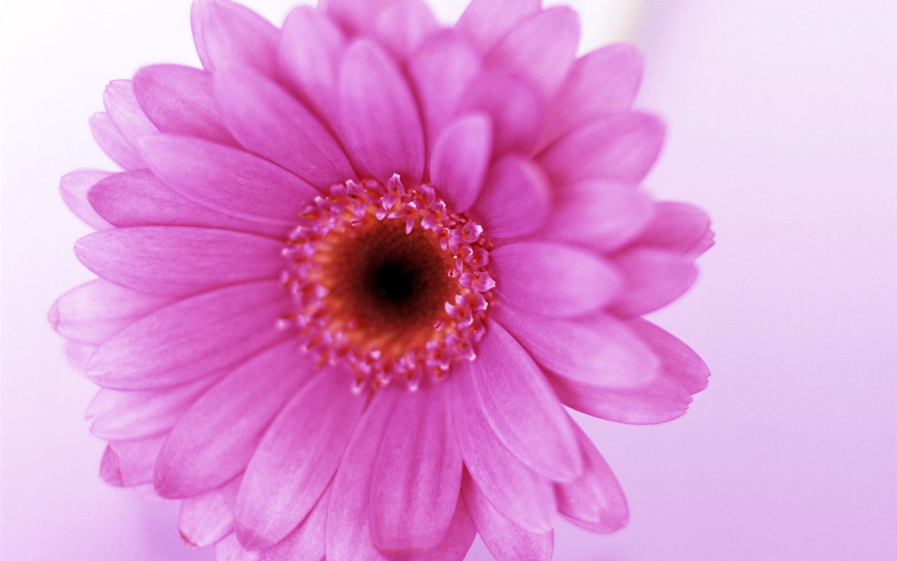Flowers close-up (23) #5 - 1280x800