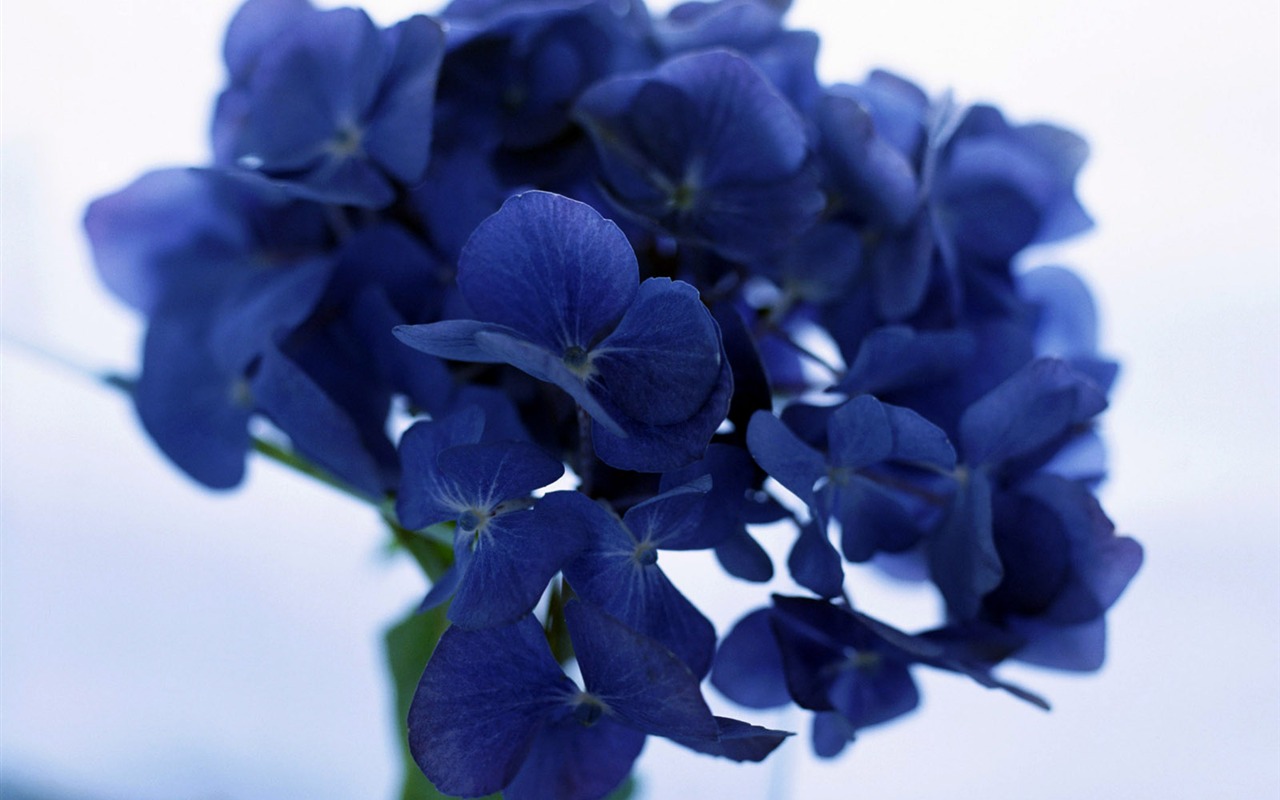 Flowers close-up (23) #7 - 1280x800
