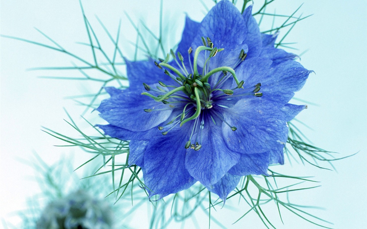 Flowers close-up (23) #9 - 1280x800