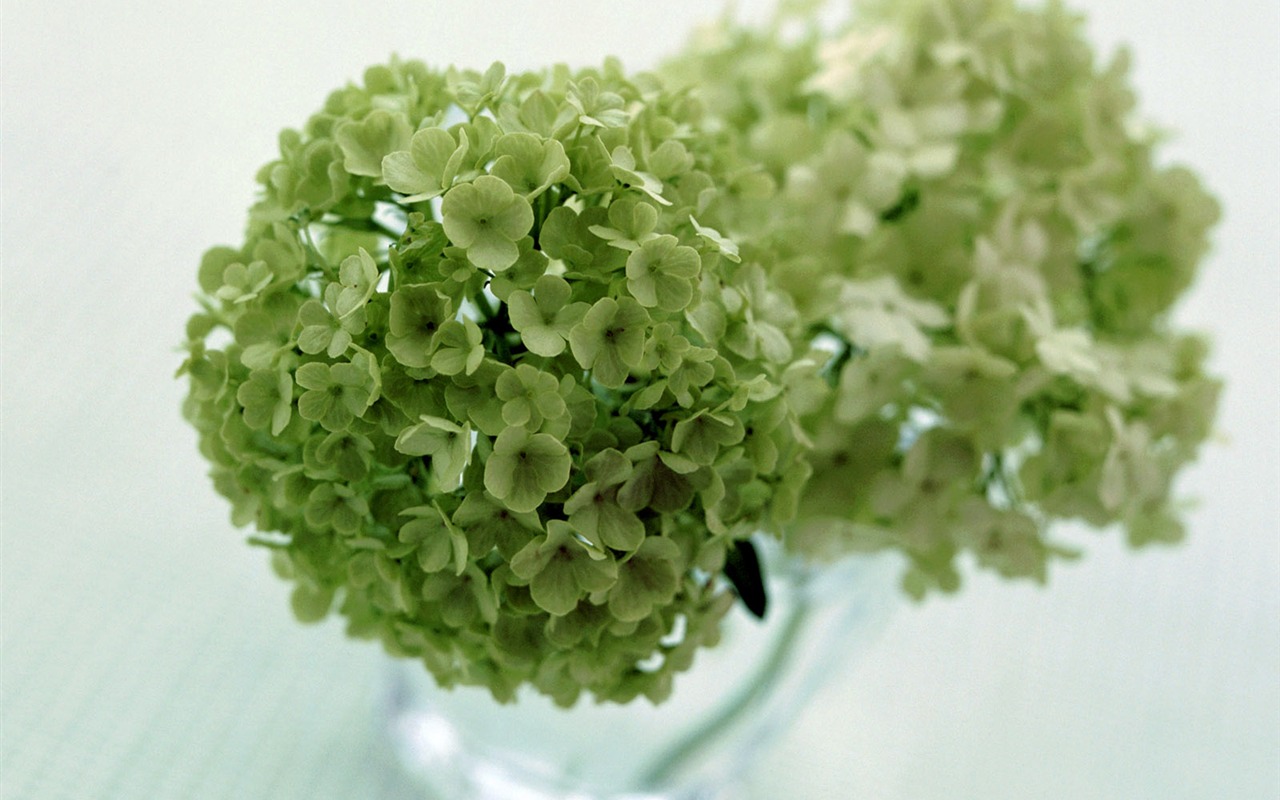 Flowers close-up (23) #12 - 1280x800