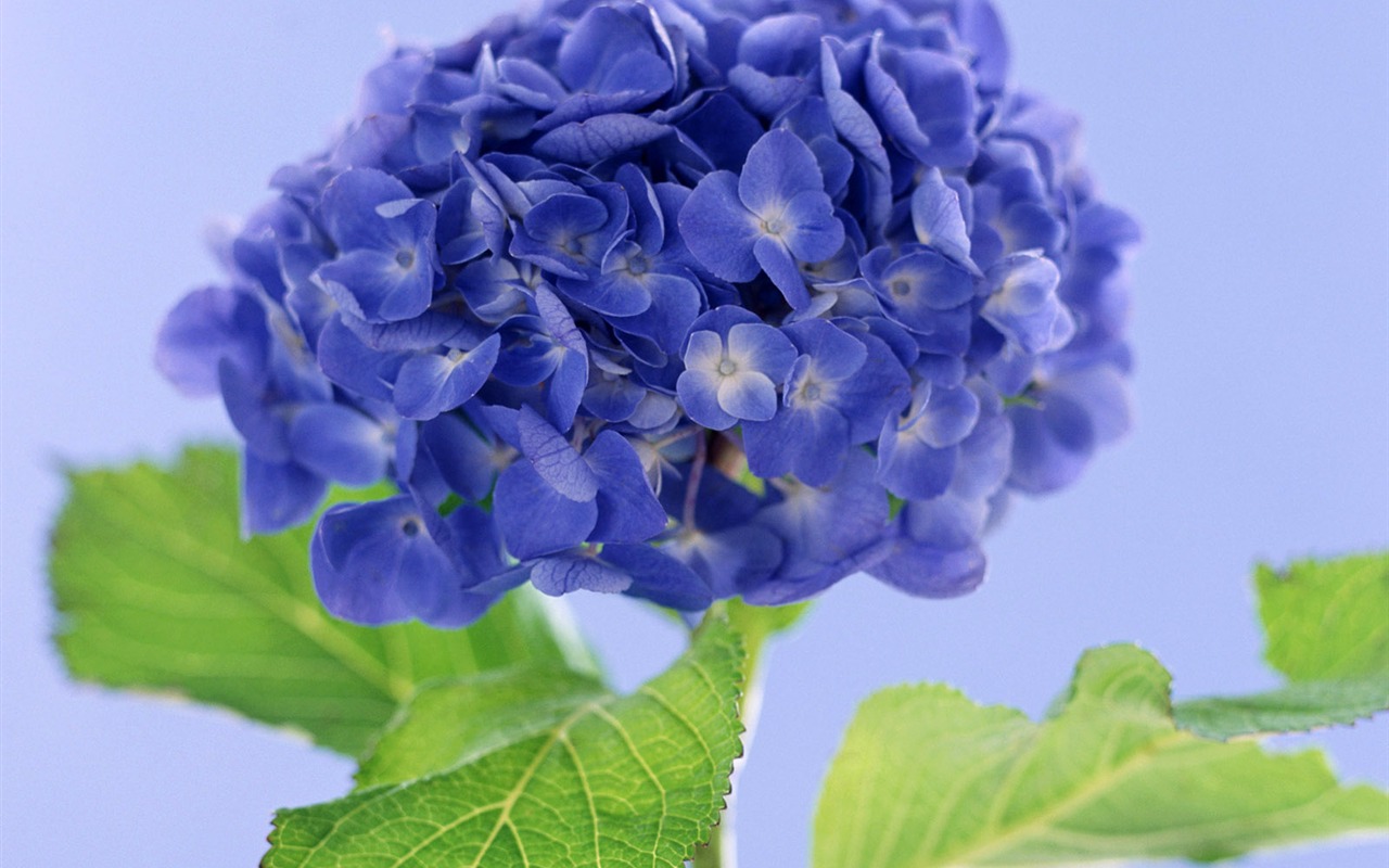 Flowers close-up (23) #17 - 1280x800