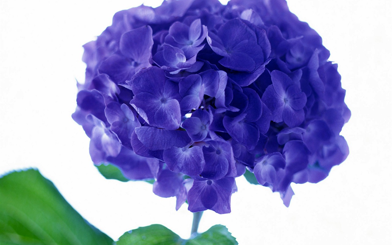Flowers close-up (23) #18 - 1280x800