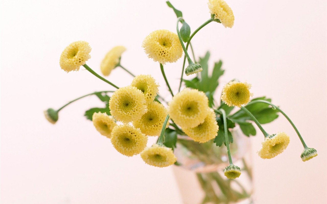 Flowers close-up (23) #19 - 1280x800