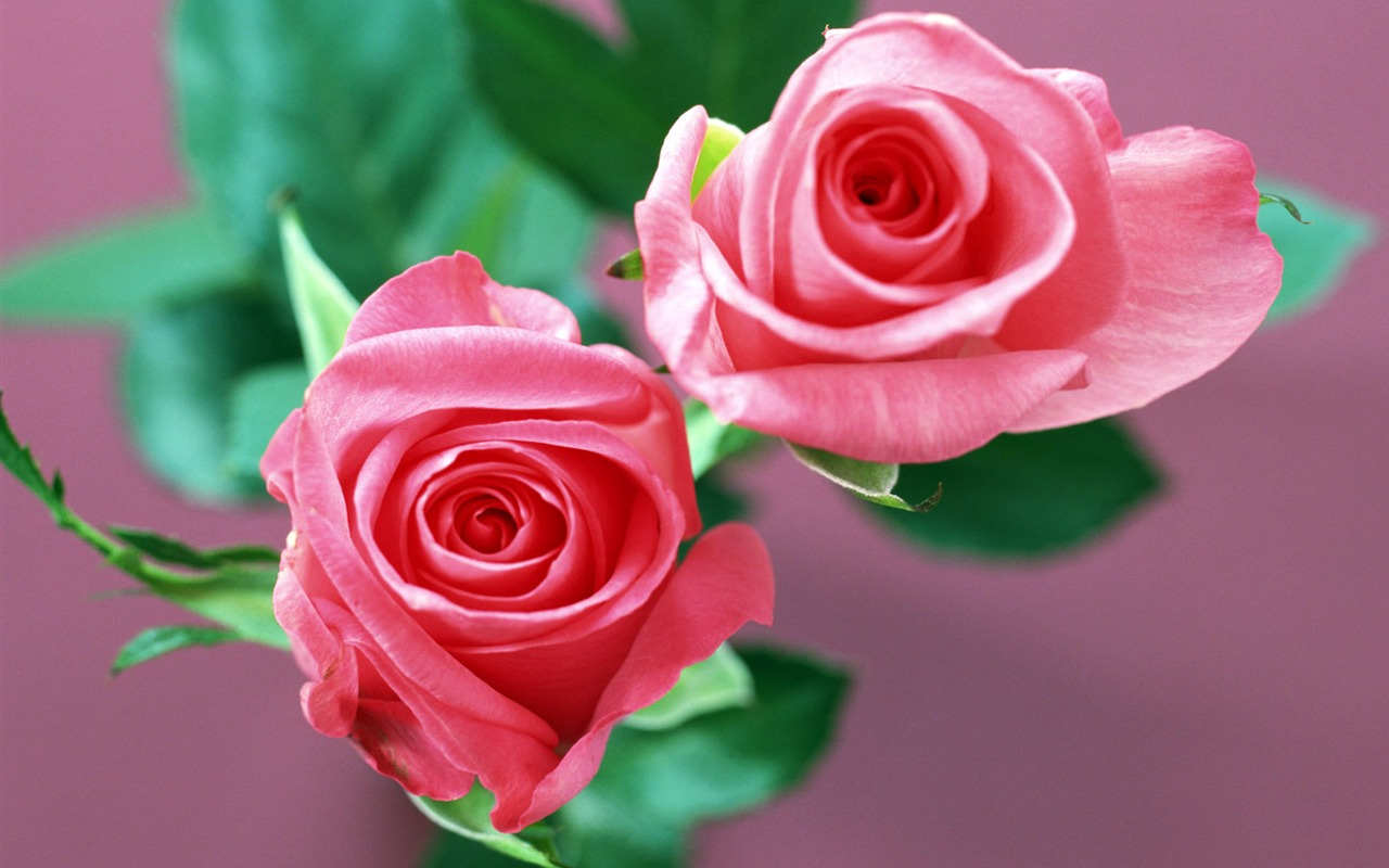 Flowers close-up (23) #20 - 1280x800