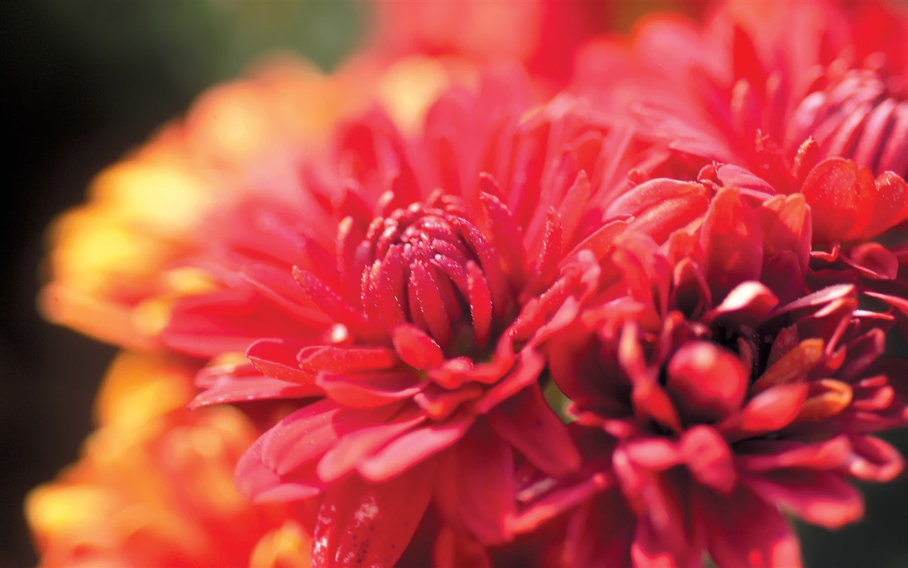 South Korea Flowers HD Paper #3 - 1280x800