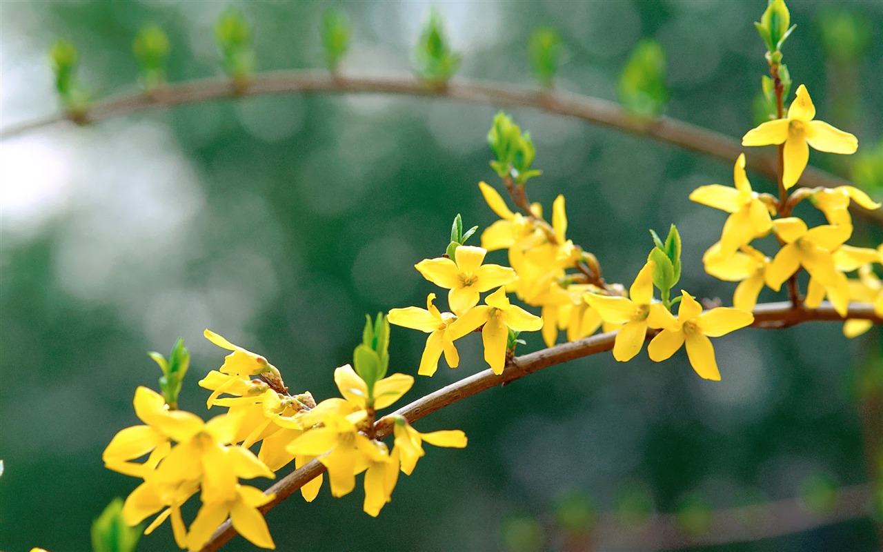 Fleurs Corée du Sud HD Livre #23 - 1280x800