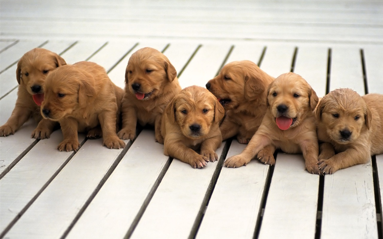 1600 dog photo wallpaper (8) #2 - 1280x800