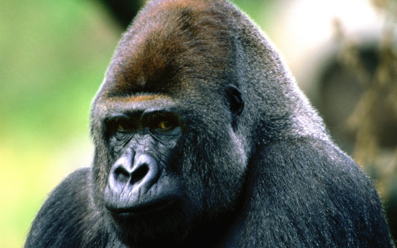 Fond d'écran orang-outan singe (1) #1 - 1280x800