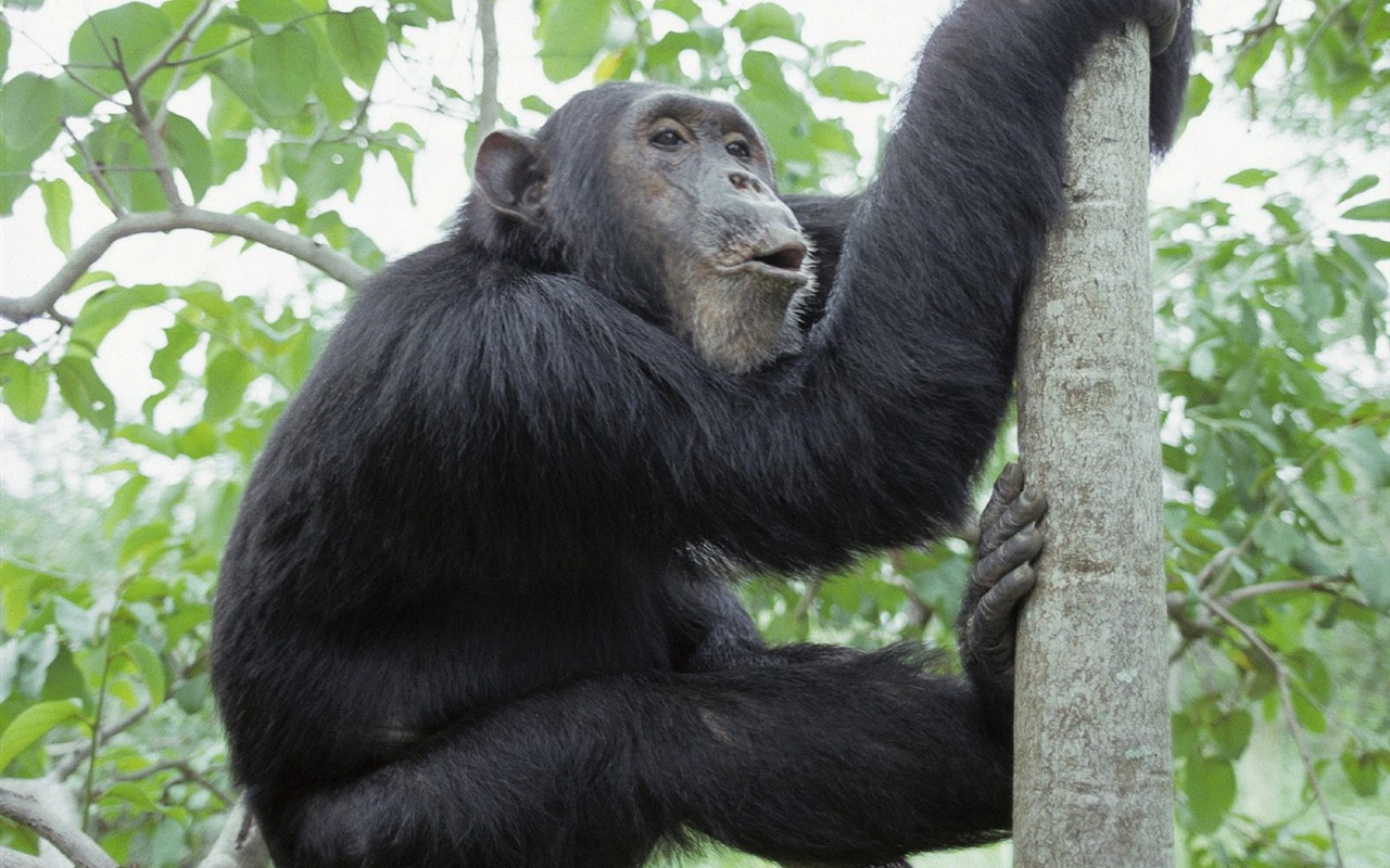 Monkey orangutan tapety (1) #4 - 1280x800