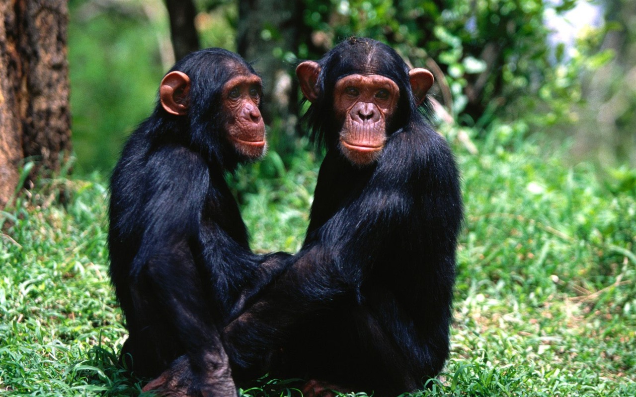 Monkey orangutan tapety (1) #5 - 1280x800