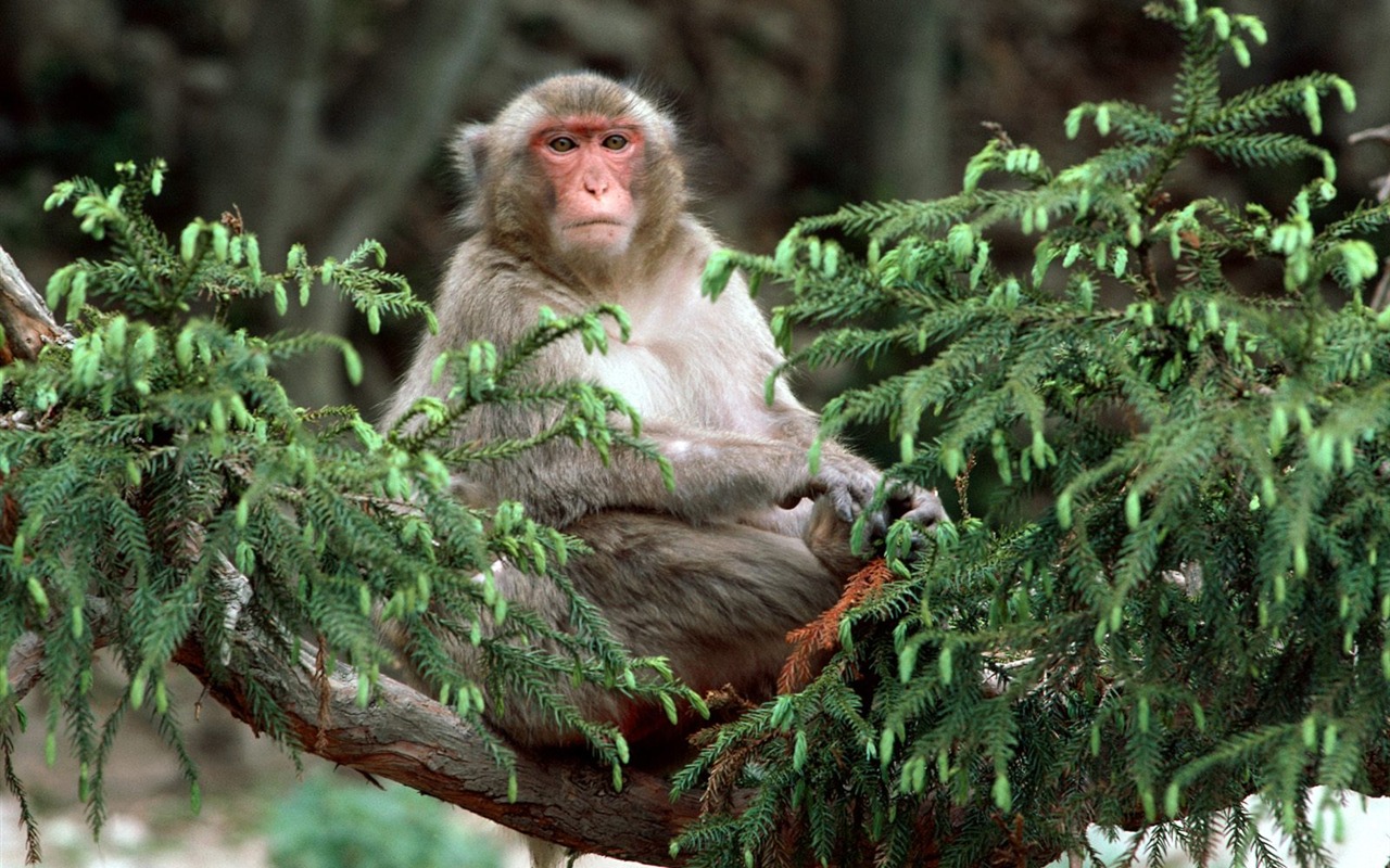Monkey orangutan tapety (1) #6 - 1280x800