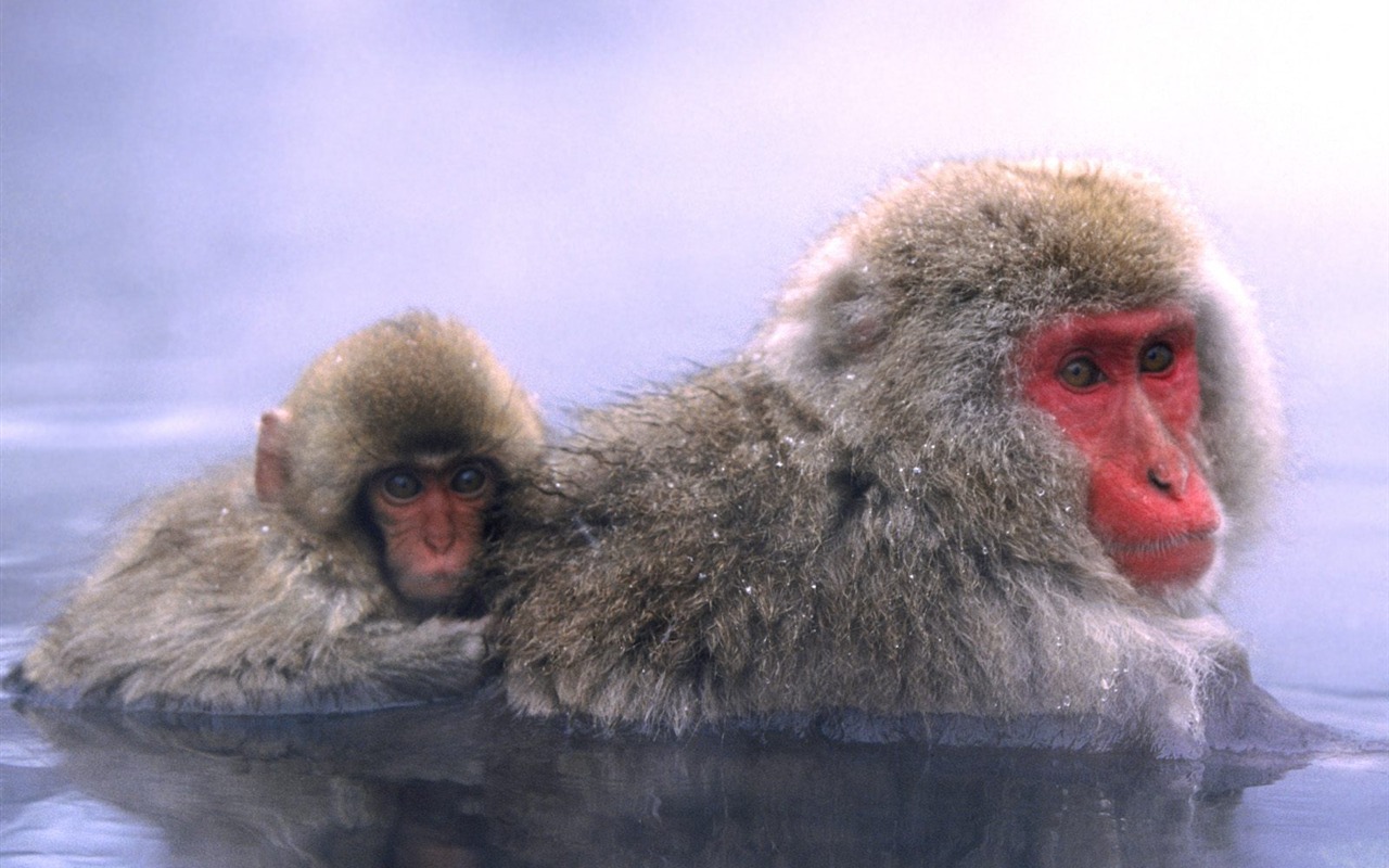 Monkey orangutan tapety (1) #7 - 1280x800