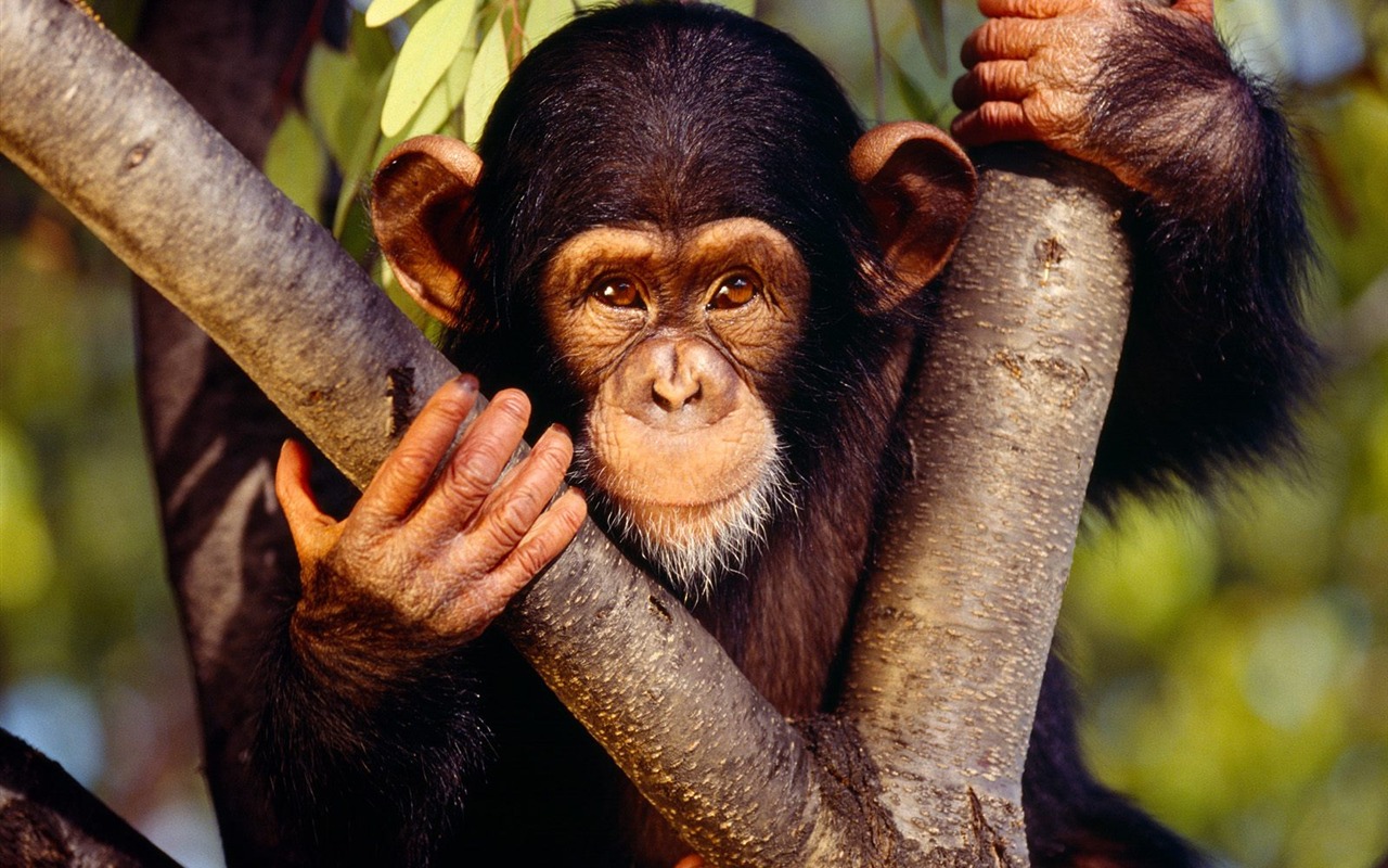 Monkey orangutan tapety (1) #10 - 1280x800