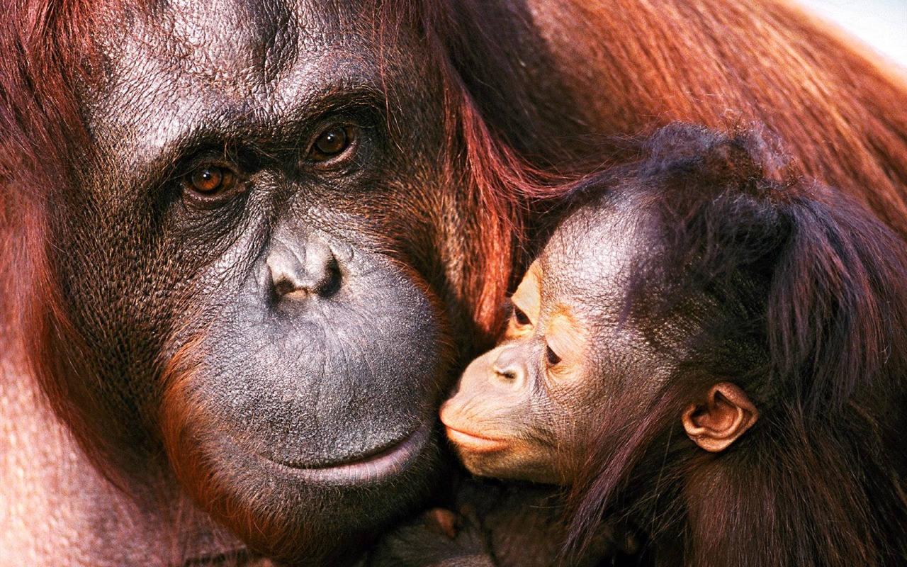 Monkey orangutan tapety (1) #11 - 1280x800