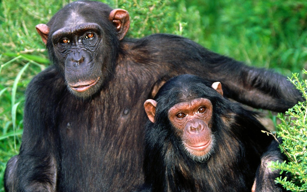 Monkey orangutan tapety (1) #12 - 1280x800