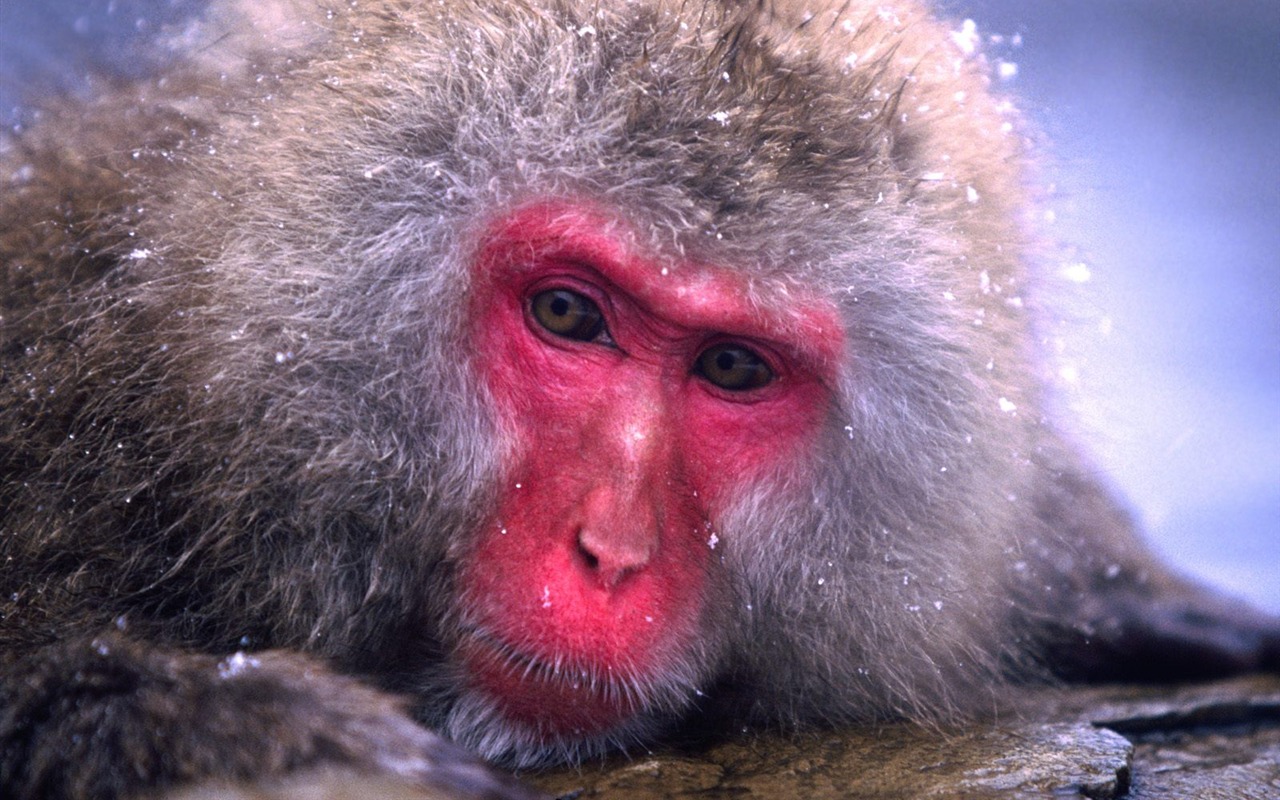 Monkey orangutan tapety (1) #14 - 1280x800
