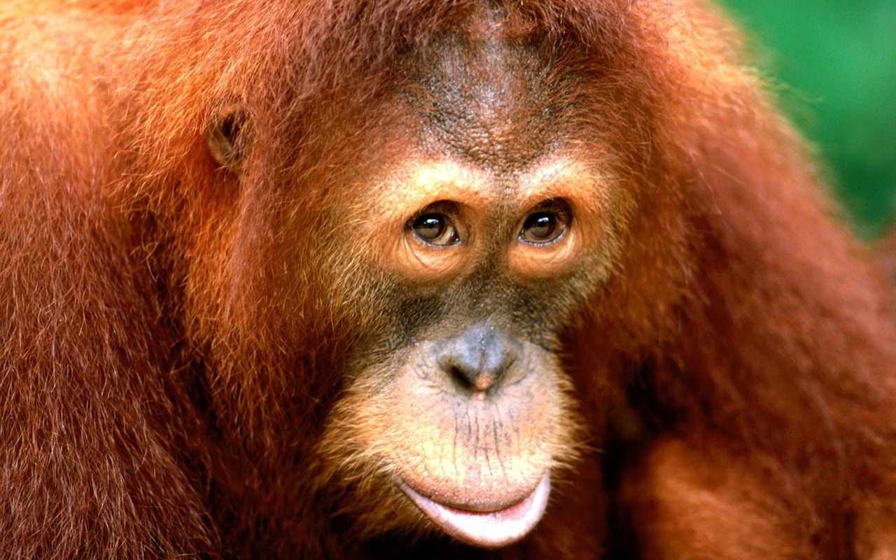 Monkey orangutan tapety (1) #16 - 1280x800