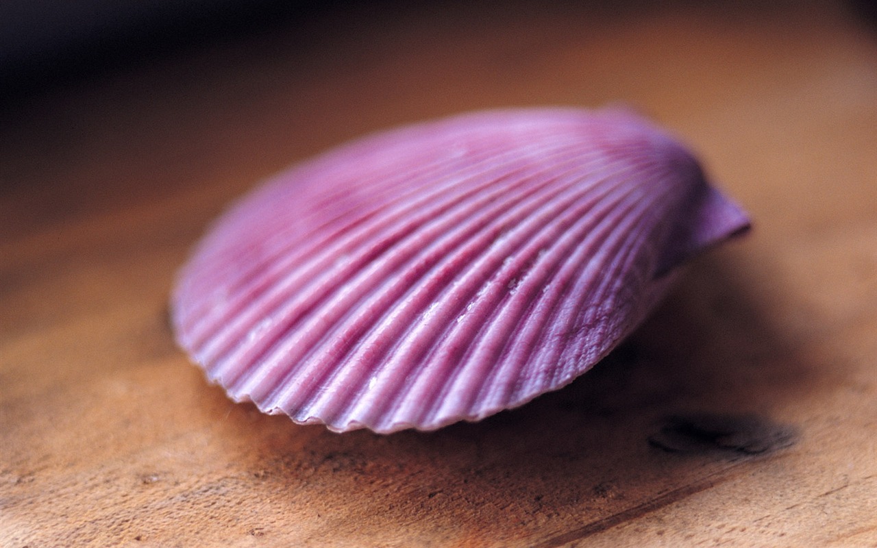 Conch Shell album fonds d'écran (3) #1 - 1280x800