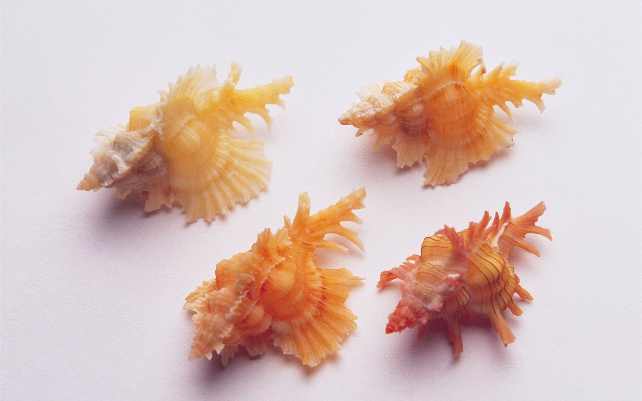 貝殼海螺壁紙專輯(三) #3 - 1280x800