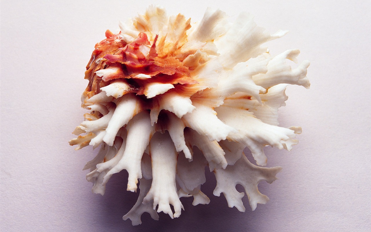 Conch Shell wallpaper album (3) #4 - 1280x800