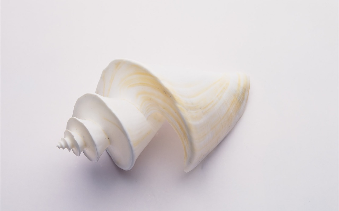 Conch Shell wallpaper album (3) #10 - 1280x800