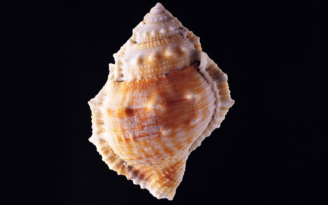 Conch Shell wallpaper album (3) #12 - 1280x800