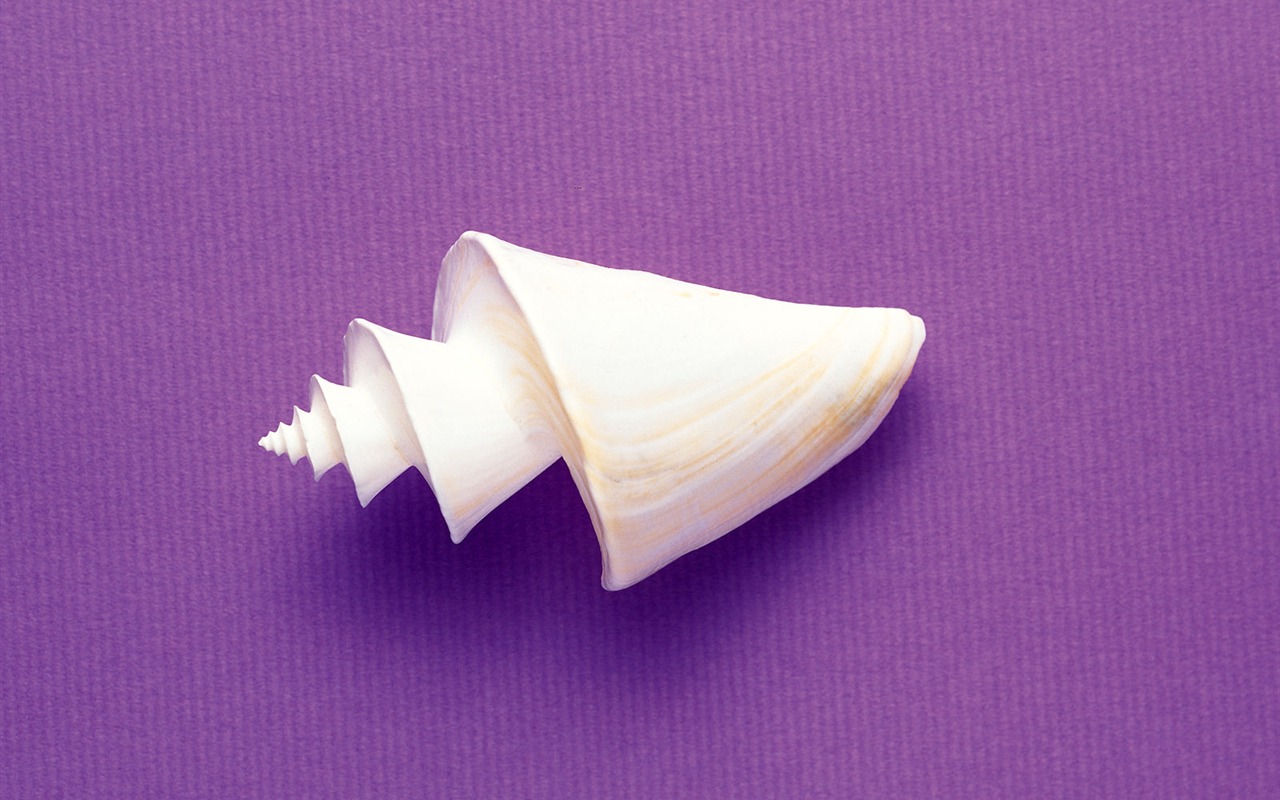 Conch Shell wallpaper album (3) #15 - 1280x800