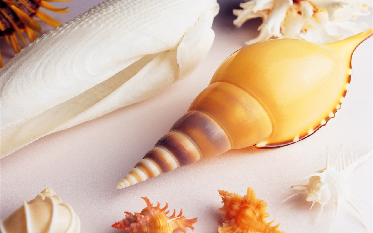 Conch Shell wallpaper album (3) #18 - 1280x800