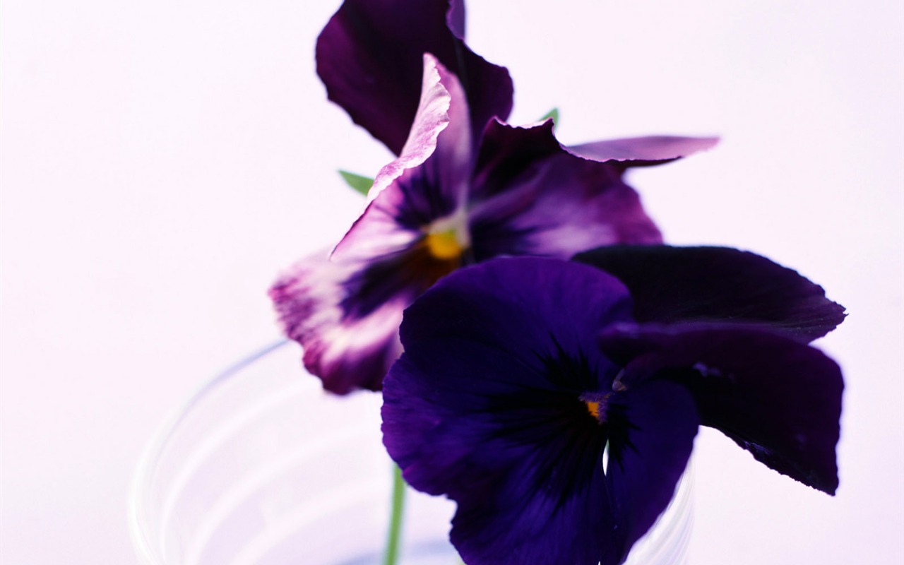 Fleurs en gros plan (24) #10 - 1280x800