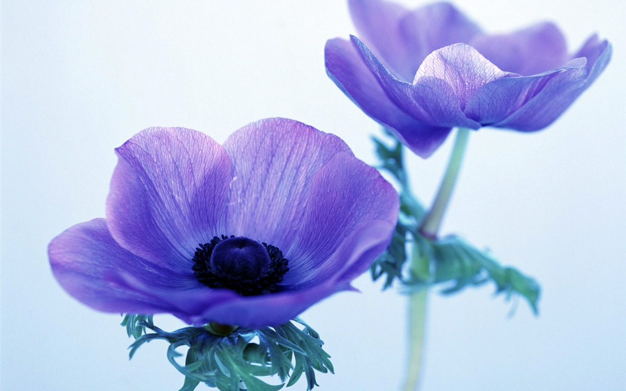 鮮花特寫(24) #11 - 1280x800