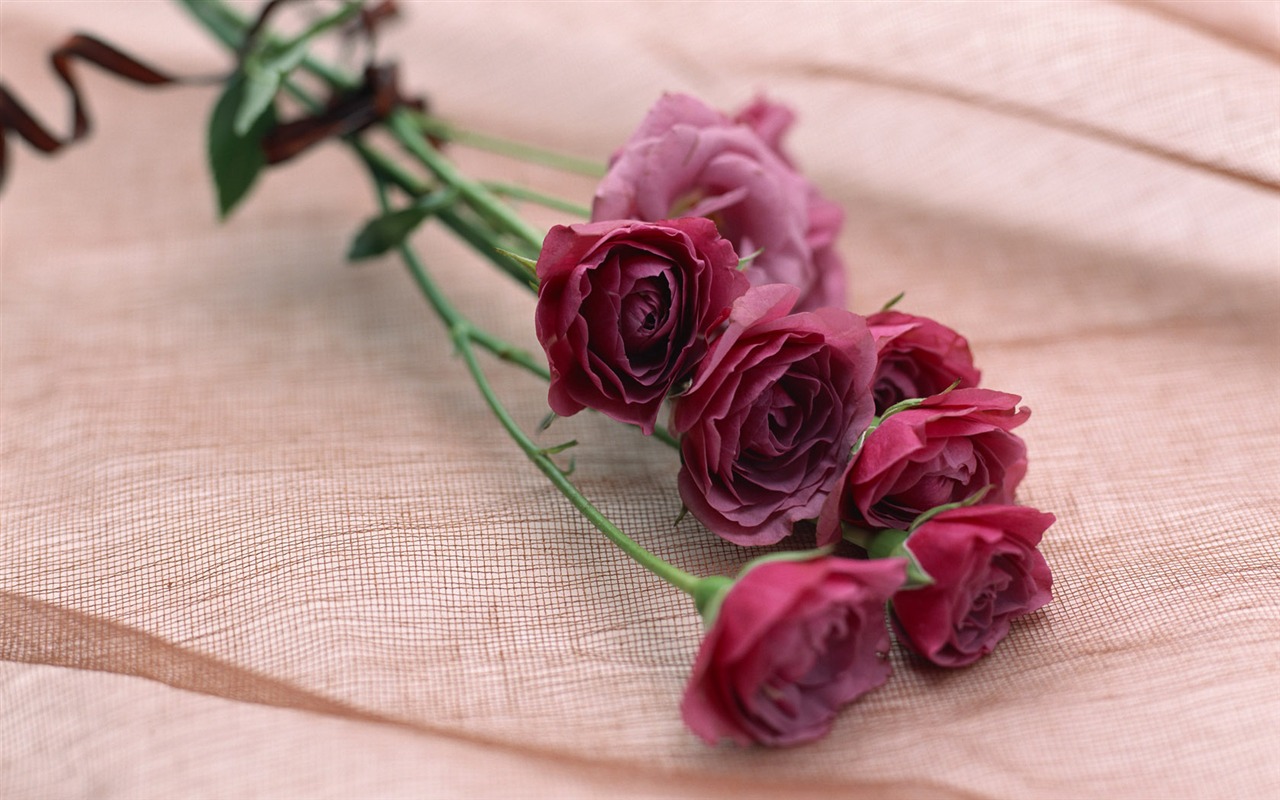 Flowers Widescreen Wallpaper #21 - 1280x800
