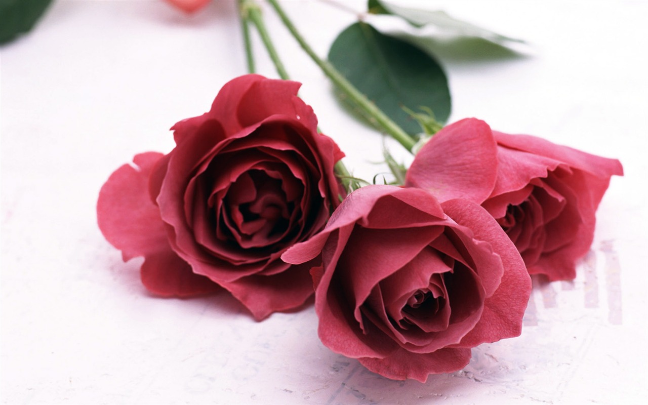 鮮花寬屏壁紙 #31 - 1280x800