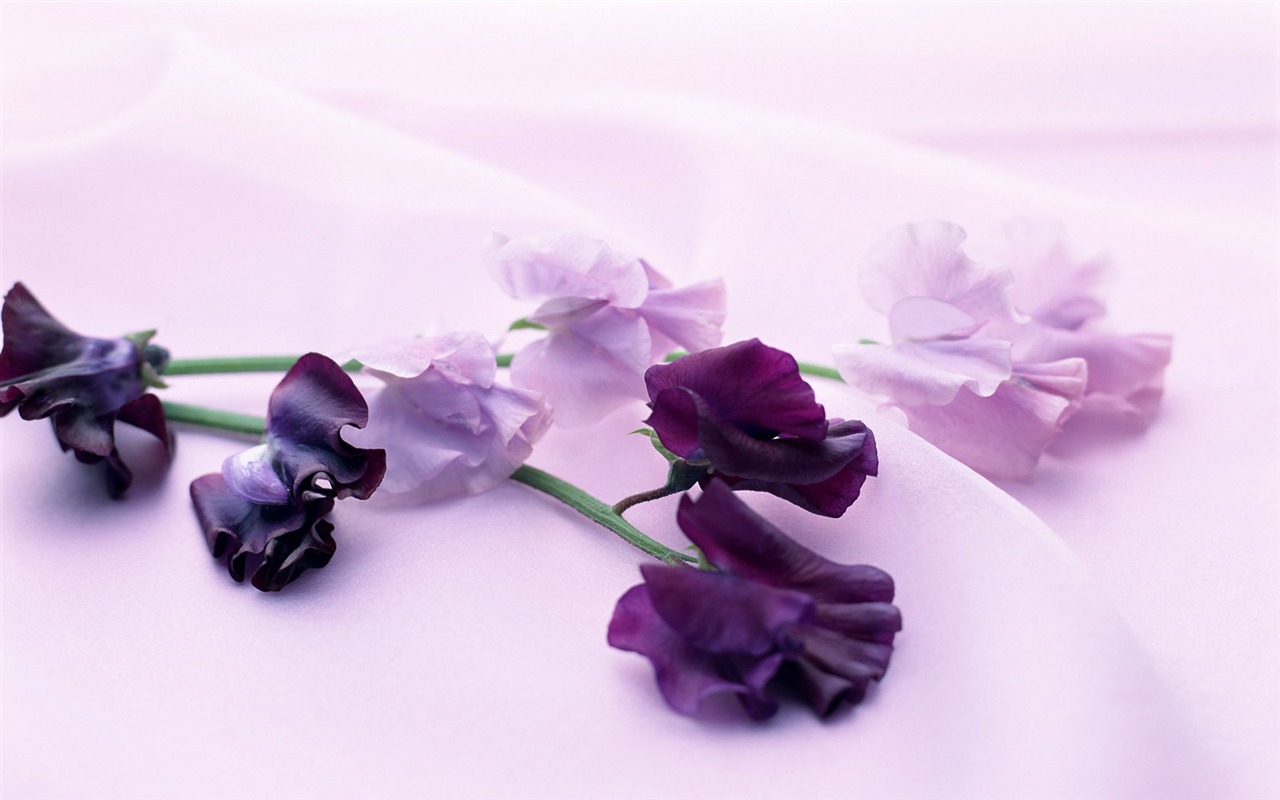 鮮花寬屏壁紙 #32 - 1280x800