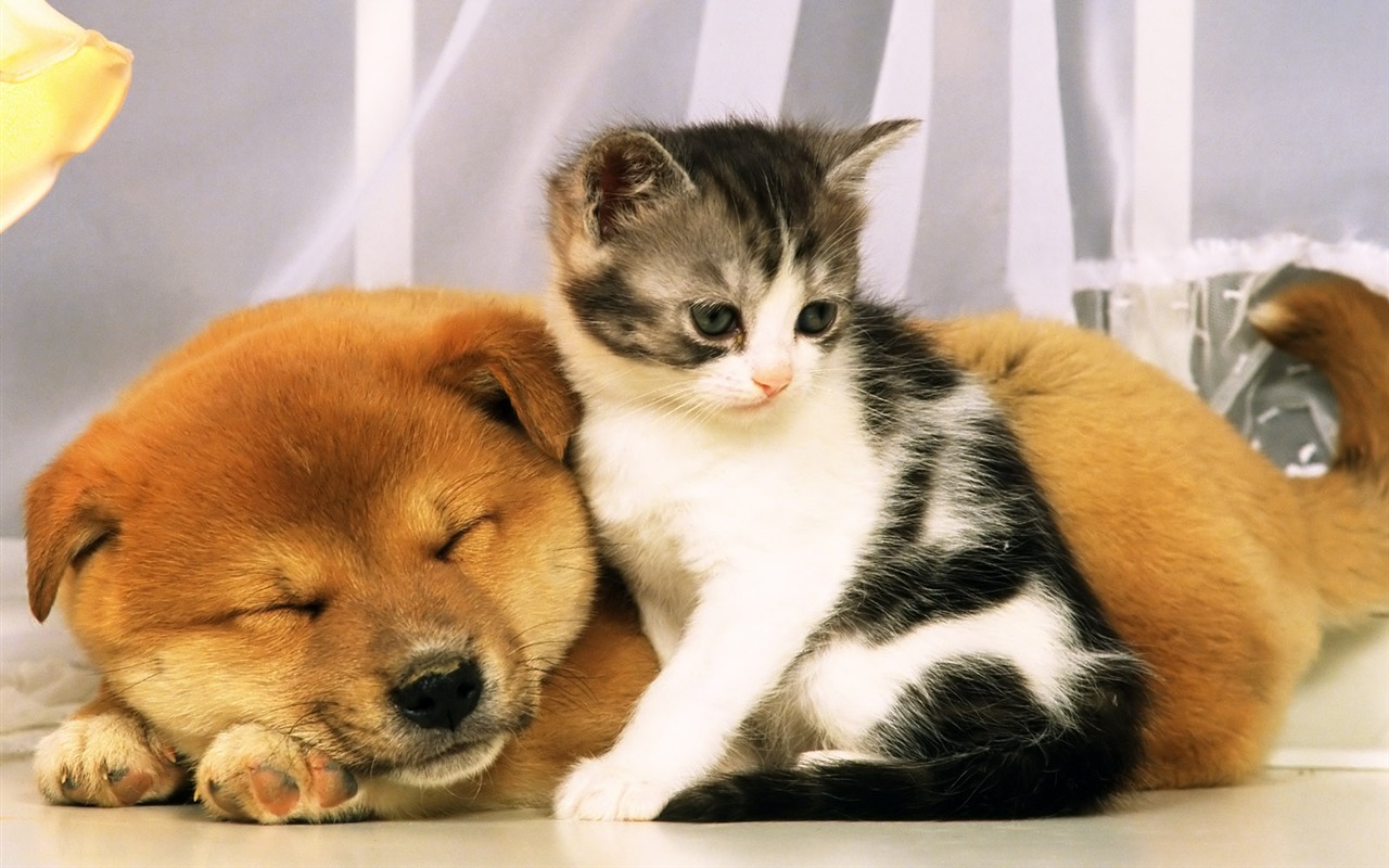 1600 dog photo wallpaper (9) #13 - 1280x800