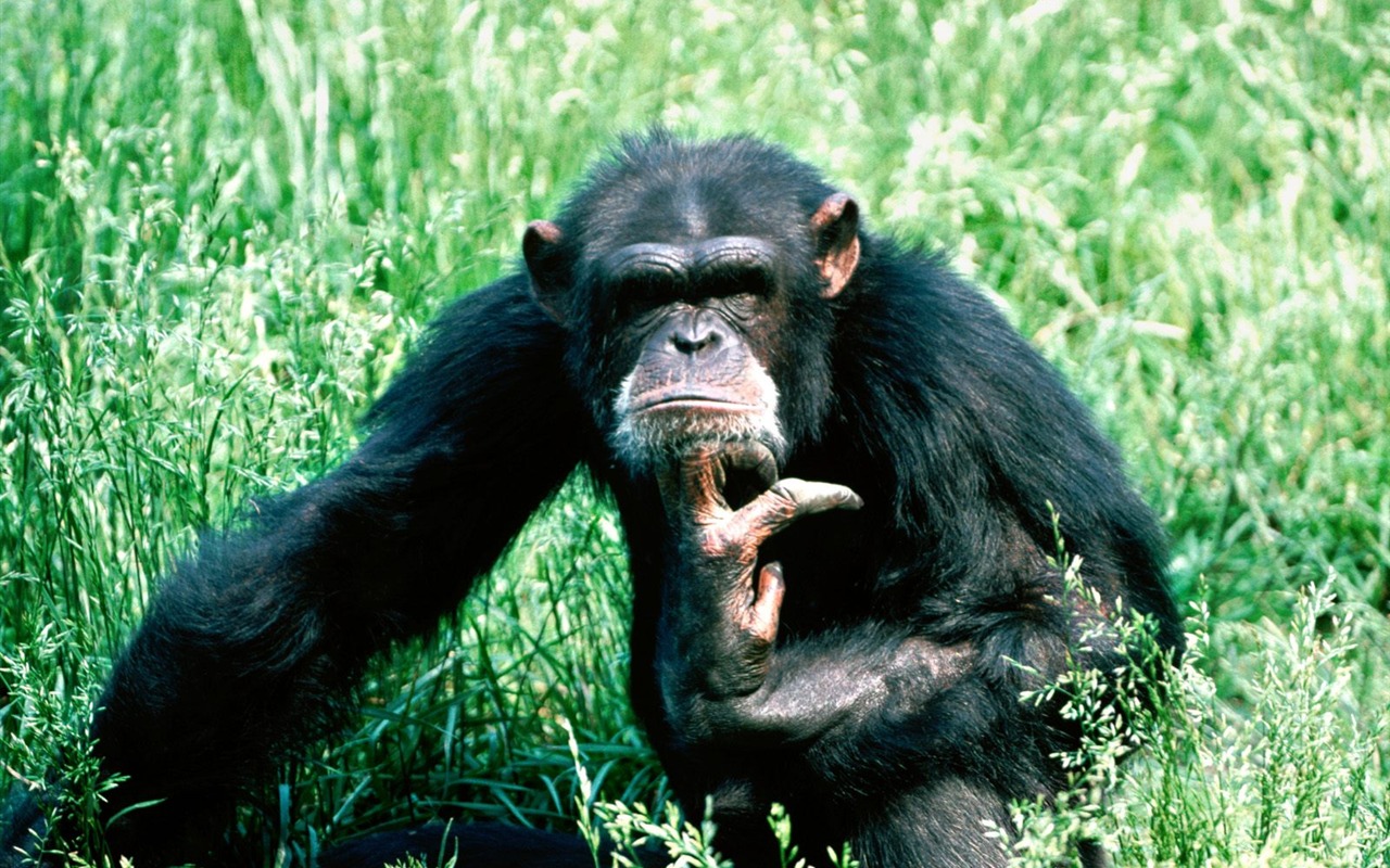 Monkey orangutan tapetu (2) #1 - 1280x800