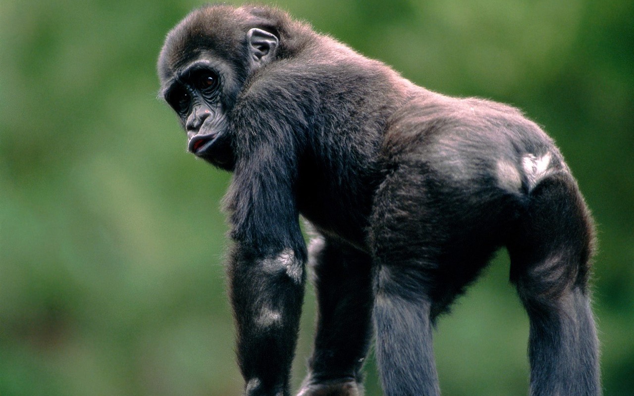 Monkey orangutan tapetu (2) #2 - 1280x800