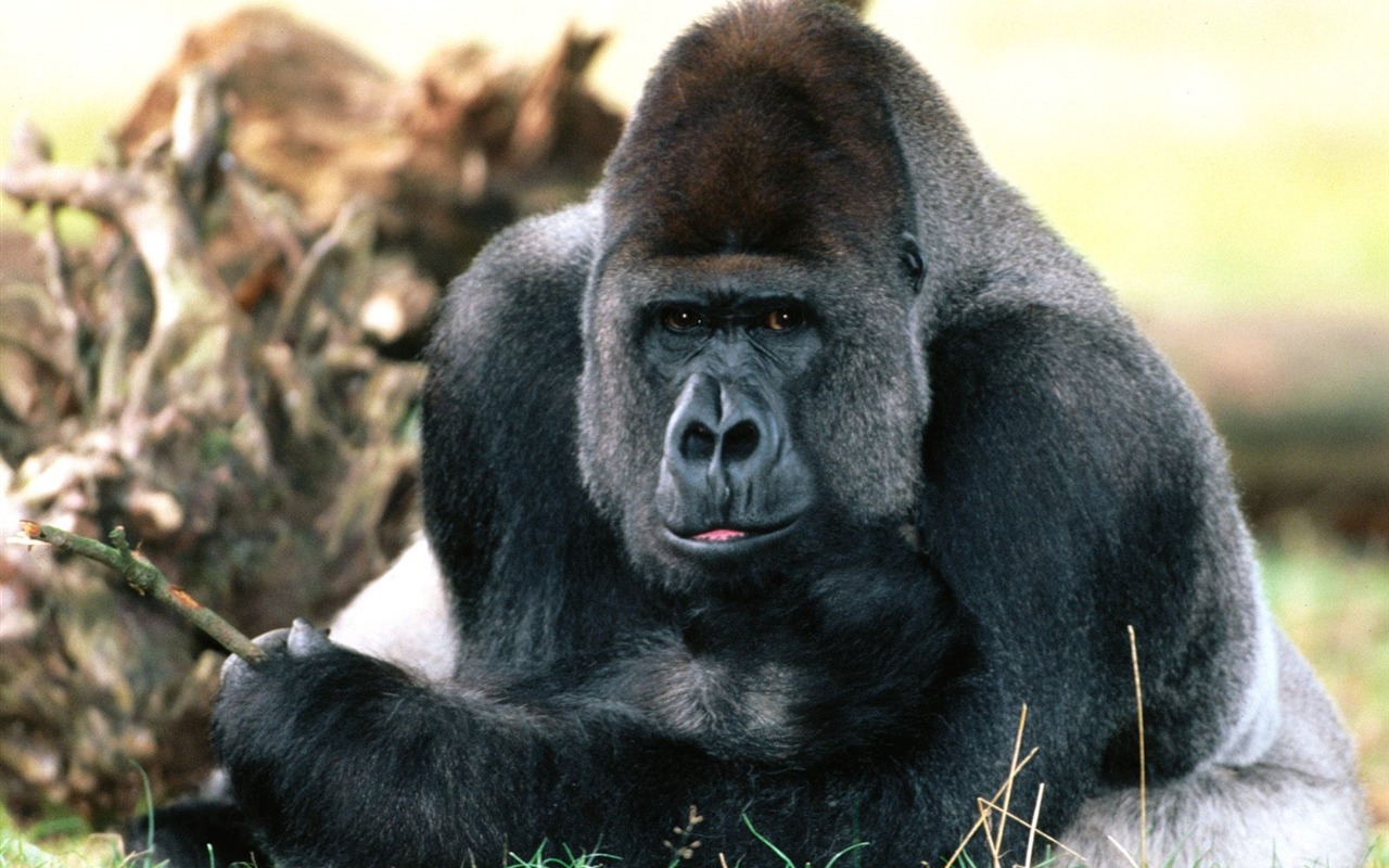Monkey orangutan tapetu (2) #6 - 1280x800