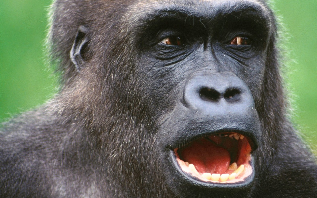 Monkey orangutan tapetu (2) #10 - 1280x800