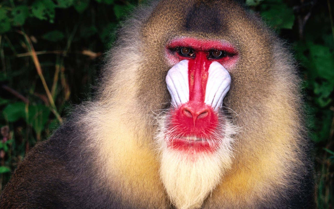 Monkey orangutan tapetu (2) #11 - 1280x800