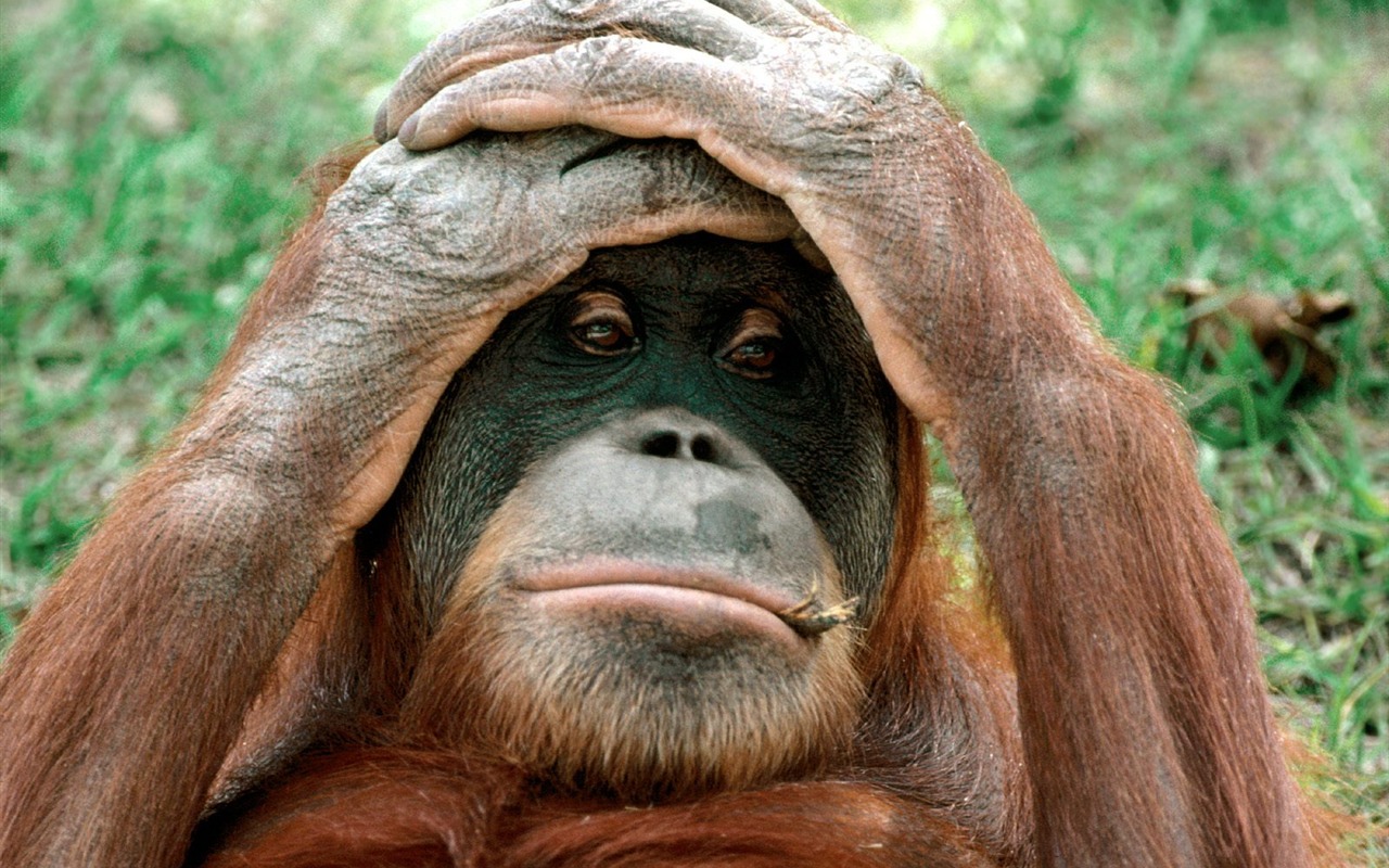 Monkey orangutan tapetu (2) #13 - 1280x800