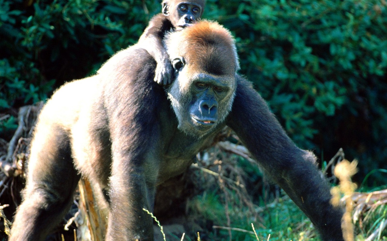 Monkey orangutan tapetu (2) #14 - 1280x800