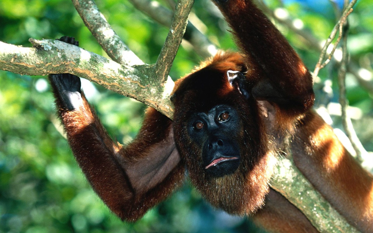 Monkey orangutan tapetu (2) #15 - 1280x800
