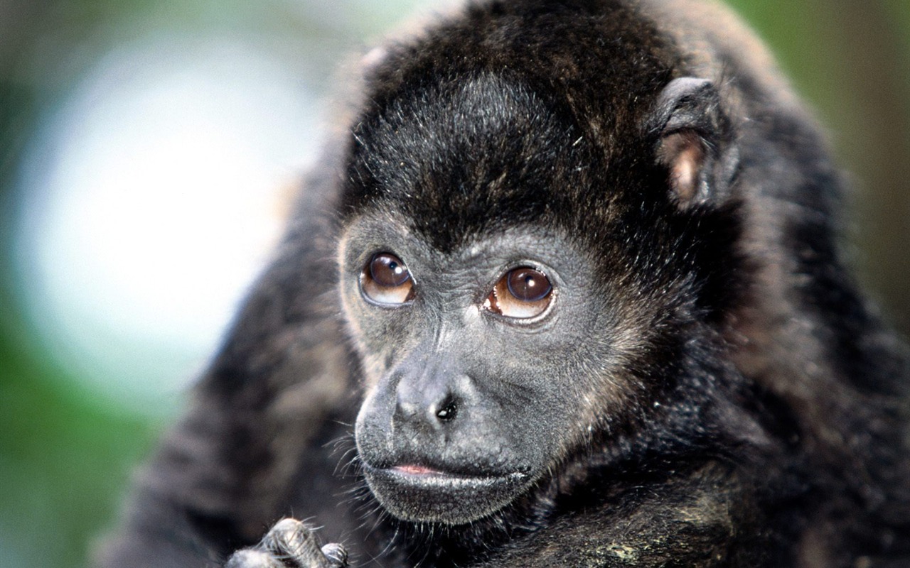 Monkey orangutan tapetu (2) #16 - 1280x800