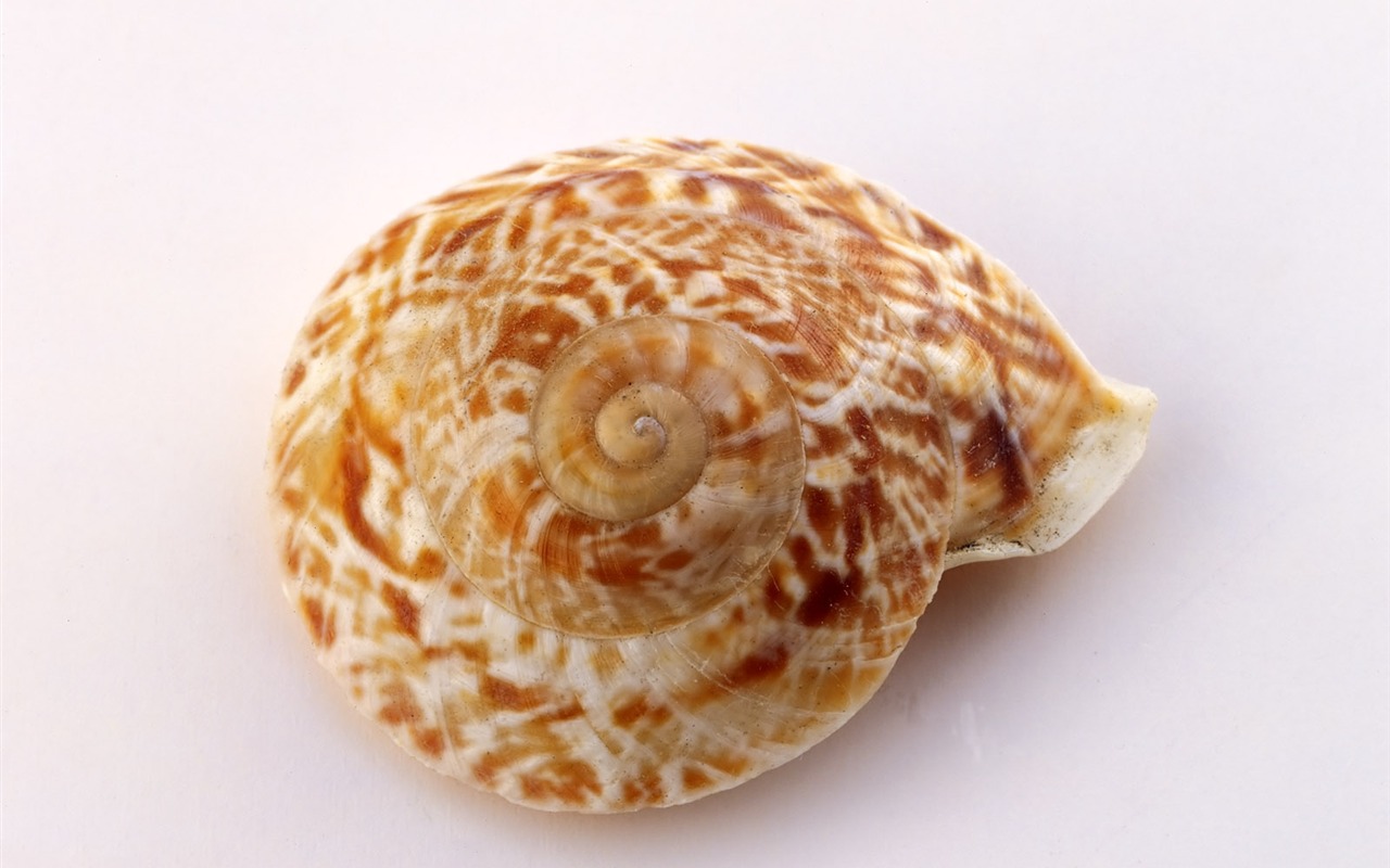 Conch Shell Tapete Album (4) #3 - 1280x800