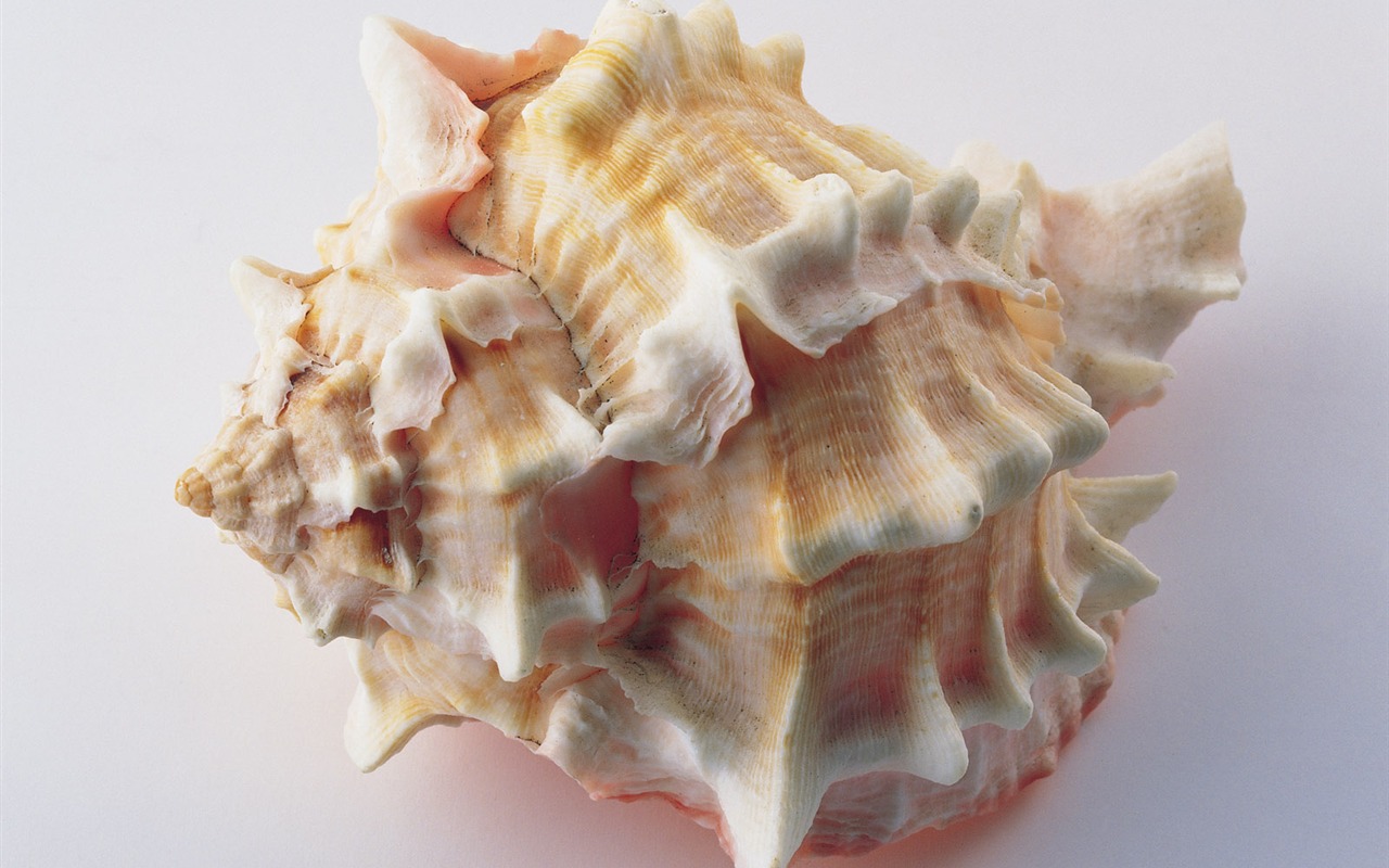 Conch Shell Tapete Album (4) #6 - 1280x800