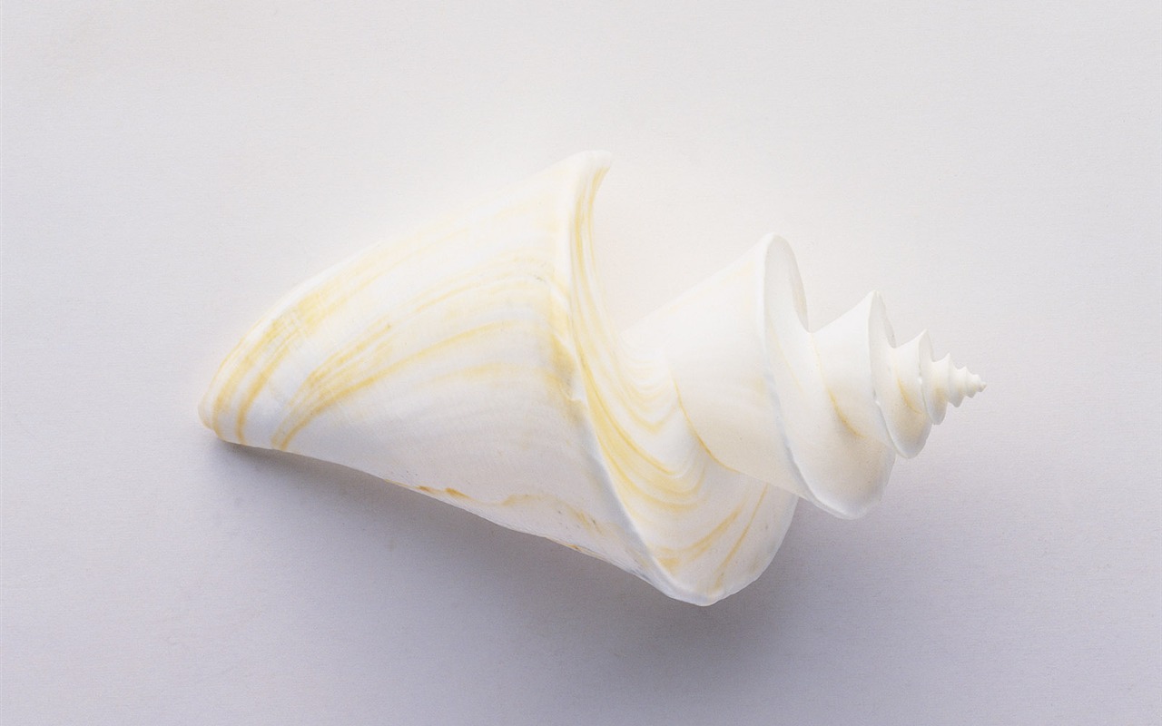 Conch Shell Tapete Album (4) #9 - 1280x800